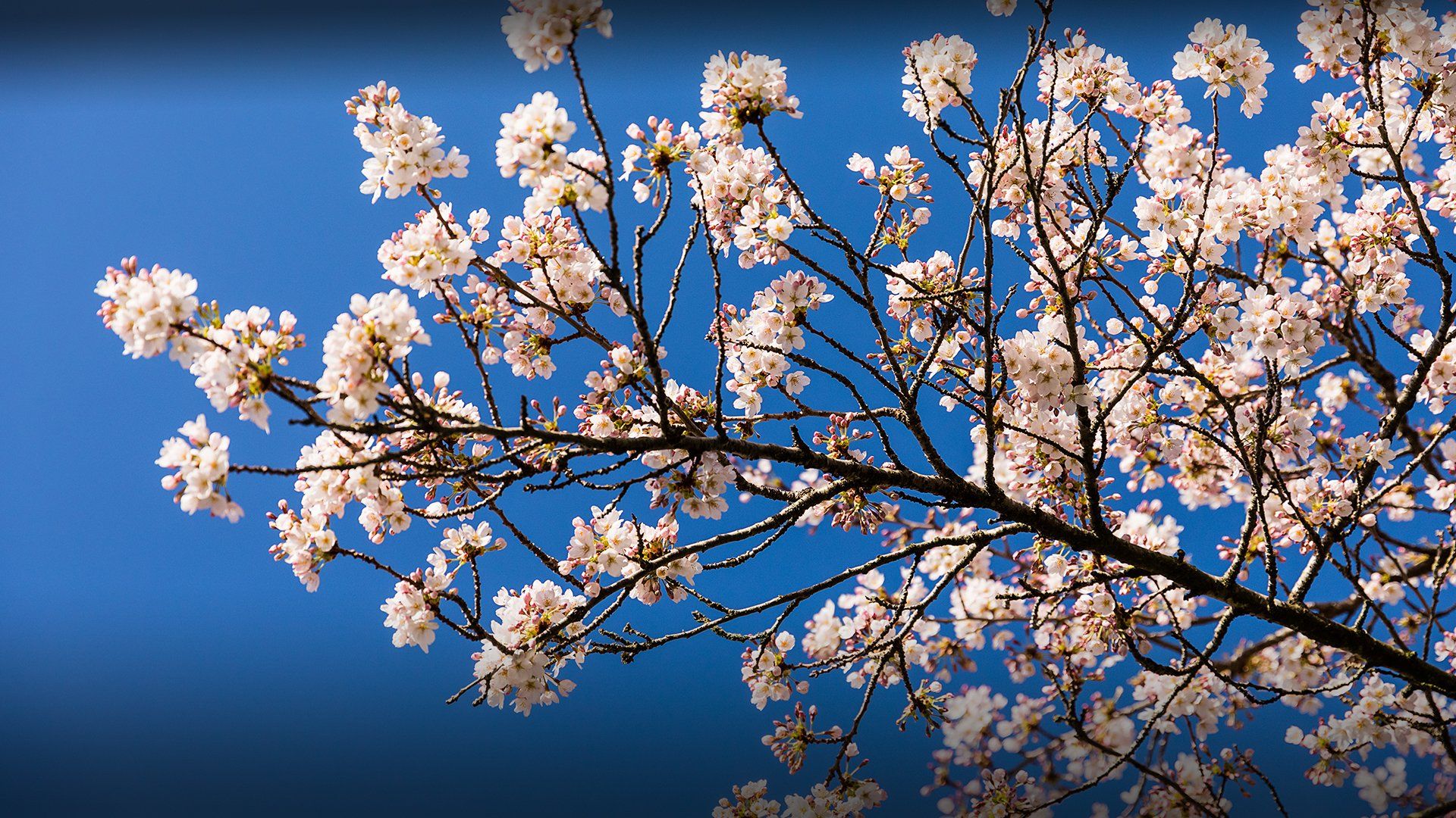 Cherry blossom at spring